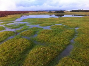 Pond on Hergest Ridge
